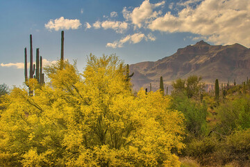 Sonoran Desert Wilderness