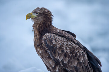 Obraz premium あたりを監視する鋭い目