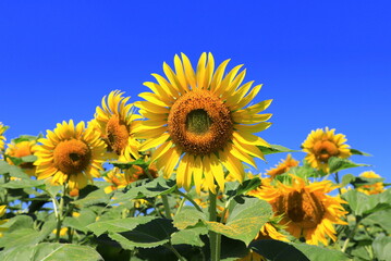 Large yellow sunflower bloomed on field in summer. Agricultural industry, production of sunflower oil, honey. © rospoint