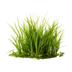 Obraz premium green grass isolated on white background