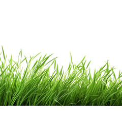 Obraz premium green grass isolated on white background