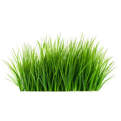 Obraz premium green grass isolated on white background