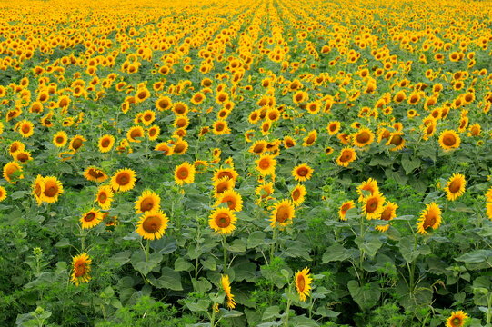 A field of sunflowers blooms on summer day. Beautiful sunflower background, agricultural industry, oil production, honey, nature flowers