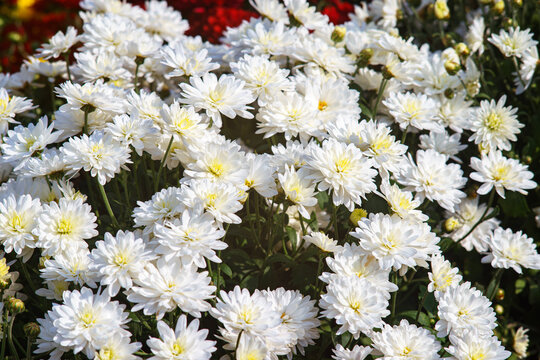 Fresh bright blooming white chrysanthemums bushes in autumn garden outside in sunny day. Flower background for greeting card, wallpaper, banner, header.