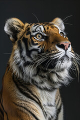Obraz premium portrait of a bengal tiger