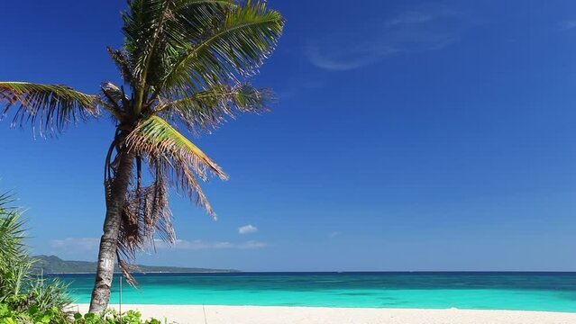 Palm tree on tropical beach with white sand and azure sea. Summer vacation. Nobody