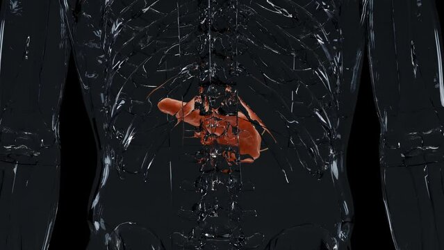 Human Pancreas Anatomy, loop animation on black background, internal organs, 3d render