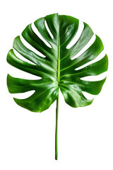 Monstera Leaf isolated on white background