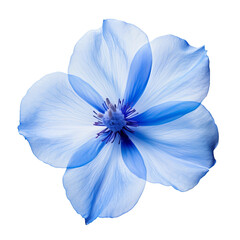 blue flowers isolated on white