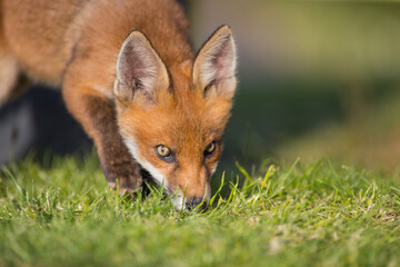 Fototapeta premium red fox cub close up