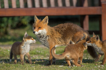 Red Fox Cubs three with mother in public park next to bench, funny cute image suberbs London, United Kingdom June 2024