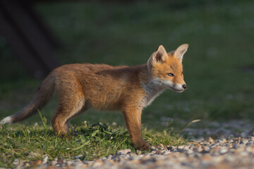 red fox vulpes sat in evening sun on daisyfield grass in urban garden