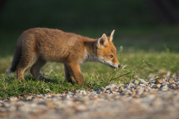 red fox cub close up