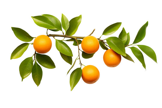 branch of orange tree