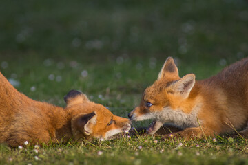 two red fox cubs play fighting learning against eachother funny cute mammel images, United Kingdom