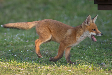 red fox cub running across garden in swindon, wiltshire