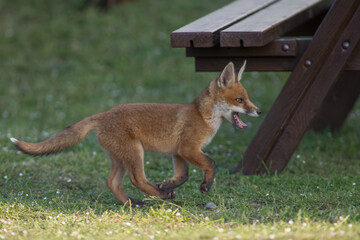 Close up of two playful Red fox cubs (Vulpes vulpes) in the field of grass, local park urban. United Kingdom 