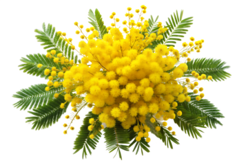  mimosa isolated on white background ai generated
