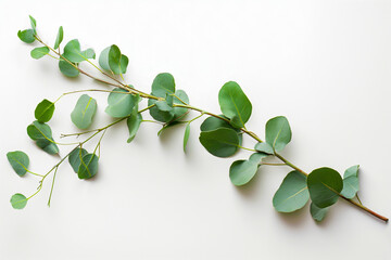 Obraz premium A single eucalyptus branch with green leaves laid out on a white background.