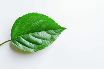 Obraz premium A single green leaf with a visible stem and detailed veins, isolated on a white background.