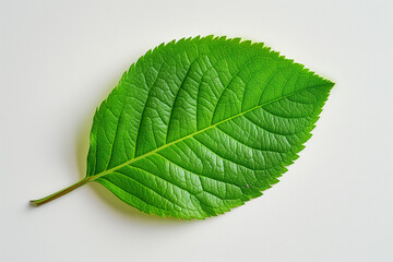 Obraz premium A single green leaf with a visible stem and detailed veins, isolated on a white background.