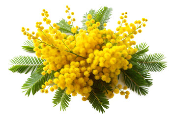 mimosa isolated on white background ai generated