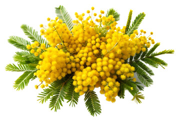  mimosa isolated on white background ai generated