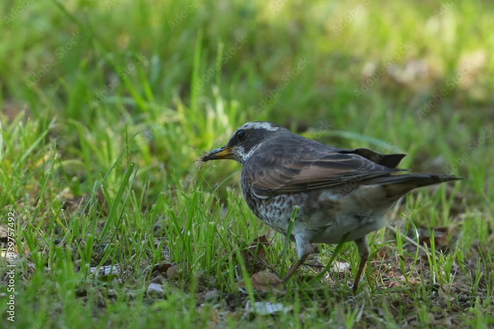 Sticker dusky thrush in a field