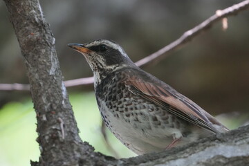 dusky thrush in a field