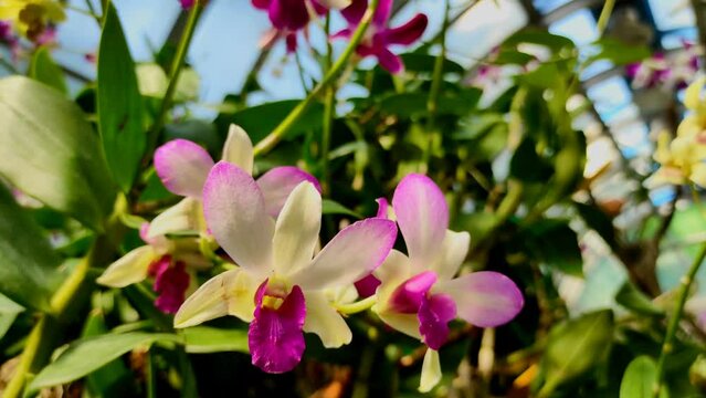 The beautiful blooming dendrobium orchid swayed in the wind. Dendrobium orchid flowers in natural light