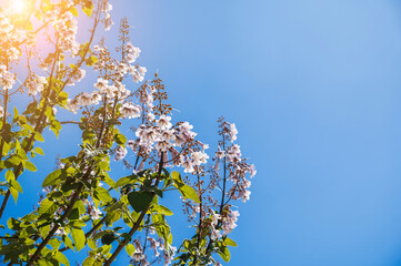 blooming branches of pink paulownia tree with flowers on a blue sky background in spring on a sunny day