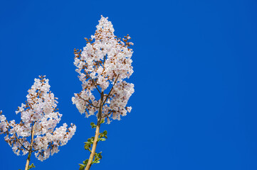 blooming branches of paulownia tree with white flowers on a blue sky background in spring close up