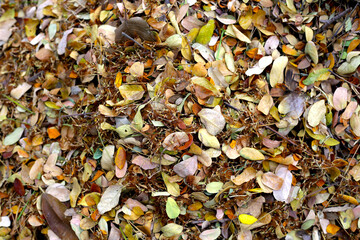 Brown dried leaves of rain tree. Dried leaves for composting