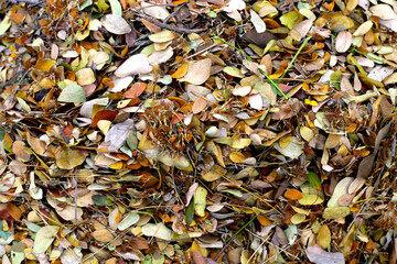 Brown dried leaves of rain tree. Dried leaves for composting
