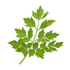 Vector illustration of fresh Lovage, scientific name Levisticum officinale, isolated on white background.