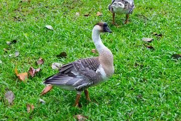 Flock of geese on green grass in the park