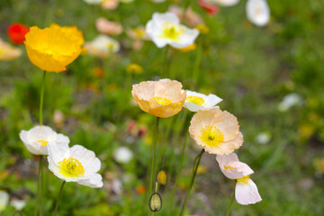 Beautiful poppy flower garden. The Expo 70 Commemorative Park, Osaka, Japan