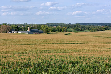 Fototapeta premium Farmland
