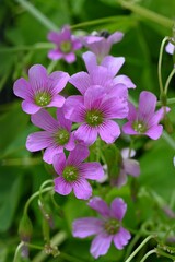 Oxalis corymbosa (Oxalis debilis) flowers. Oxalidaceae perennial plants native to South America. Five-petal pink flowers bloom from spring to early summer.