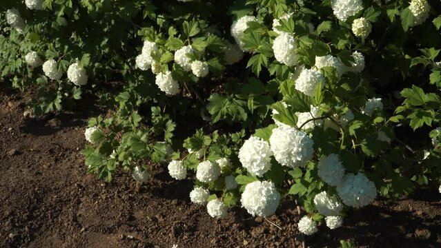 The Snowball Bush (Viburnum opulus "Roseum"), also known as the European Cranberrybush, stands out among flowering shrubs for its striking, large white flower clusters: 4K zoom-in view footage.