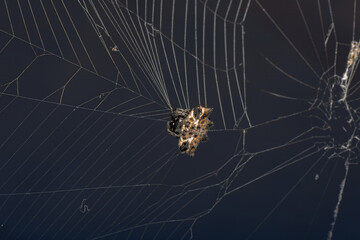 Aranha Tecedeira Gasteracantha