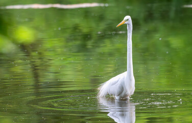 Fototapeta premium Closeup of a white heron, or great egret, standing in a shallow lake.