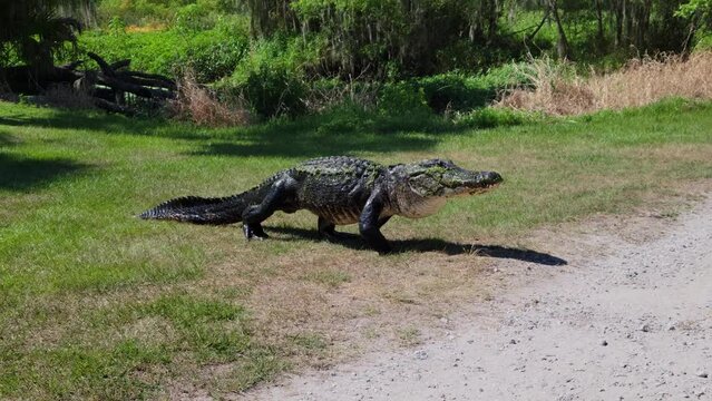 Large American Alligator Walking in Florida Park