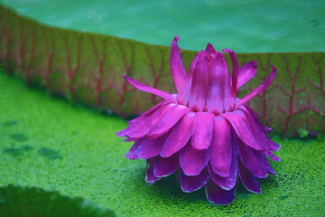 Victoria Amazonica(Giant waterlily)
,is the largest of all waterlilies,with enormous leaves that can reach up to 3 meters wide.The flowers start from white to attract pollinator and then turn pink.