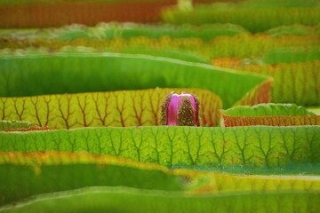 Victoria Amazonica(Giant waterlily)
,is the largest of all waterlilies,with enormous leaves that...