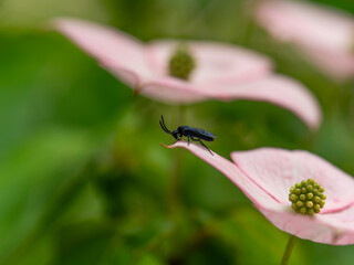 ヤマボウシの花に止まるルリチュウレンジ