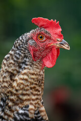 Portrait of an older speckled hen.