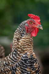 Portrait of an older speckled hen.