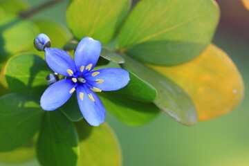 Lignum-vitae(Guaiacum officinale) ,blue and purple flowers with five petals and yellow pollen.The tree is essentially evergreen throughout most of its native 