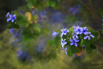 Lignum-vitae(Guaiacum officinale) ,blue and purple flowers with five petals and yellow pollen.The tree is essentially evergreen throughout most of its native 